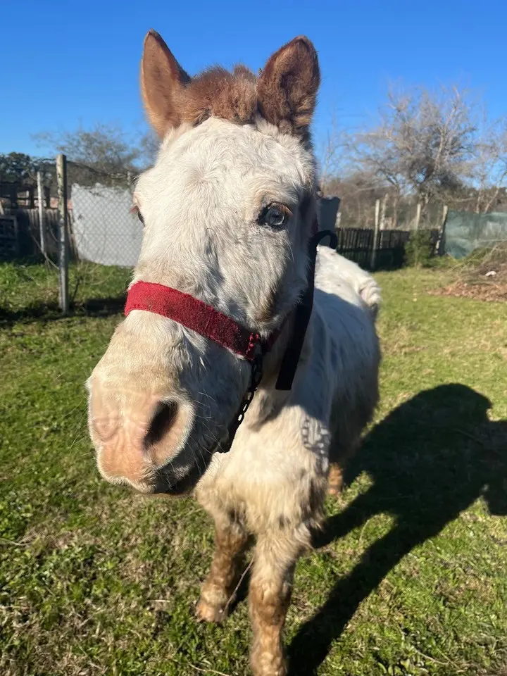Após anos de maus-tratos, o cavalo Jacinto foi resgatado e encontrou cuidado, virou símbolo de carinho e enfrentou complicações graves até seus últimos dias.
