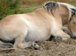 cavalo dorme deitado
