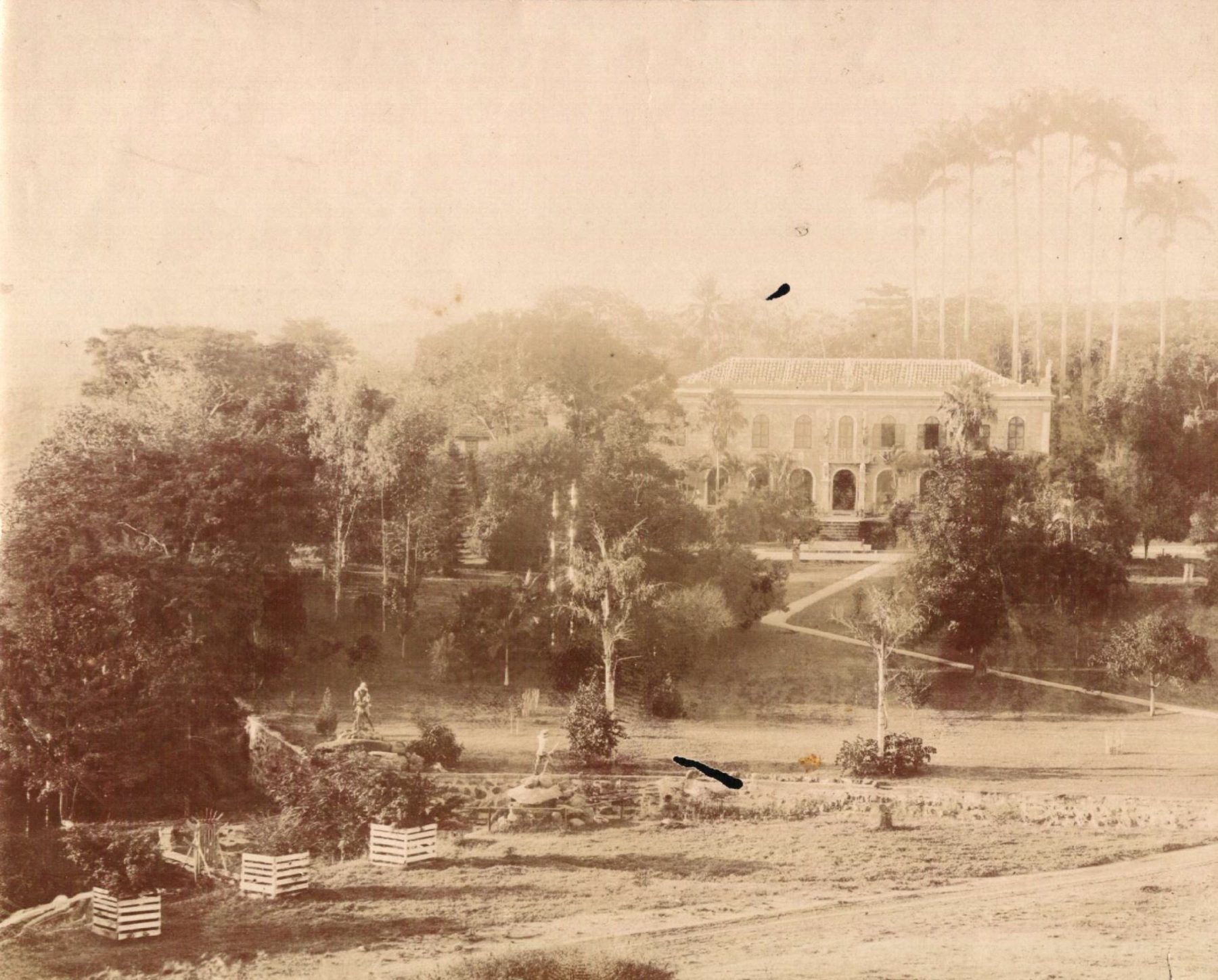 híbrido de zebra com égua