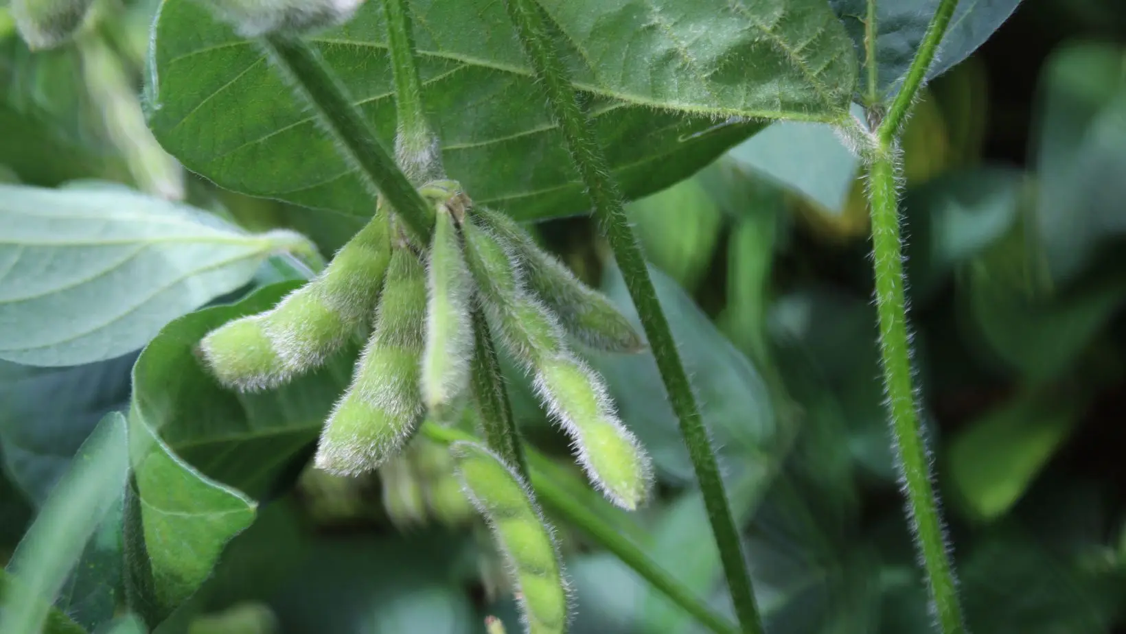 Grupo Conceito Sementes - sementes de qualidade