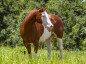 Quanto custa um cavalo no Brasil? Existem cavalos que valem mais que uma Ferrari