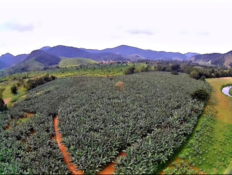 Sustentabilidade marca nova IG de São Paulo: banana do Vale do Ribeira conquista reconhecimento