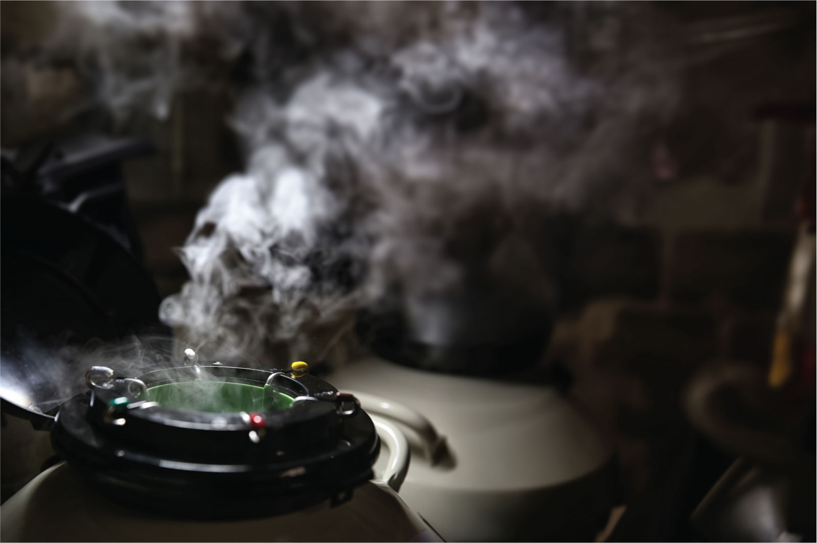 Genética volta ao centro da estratégia no início de um novo ciclo da pecuária