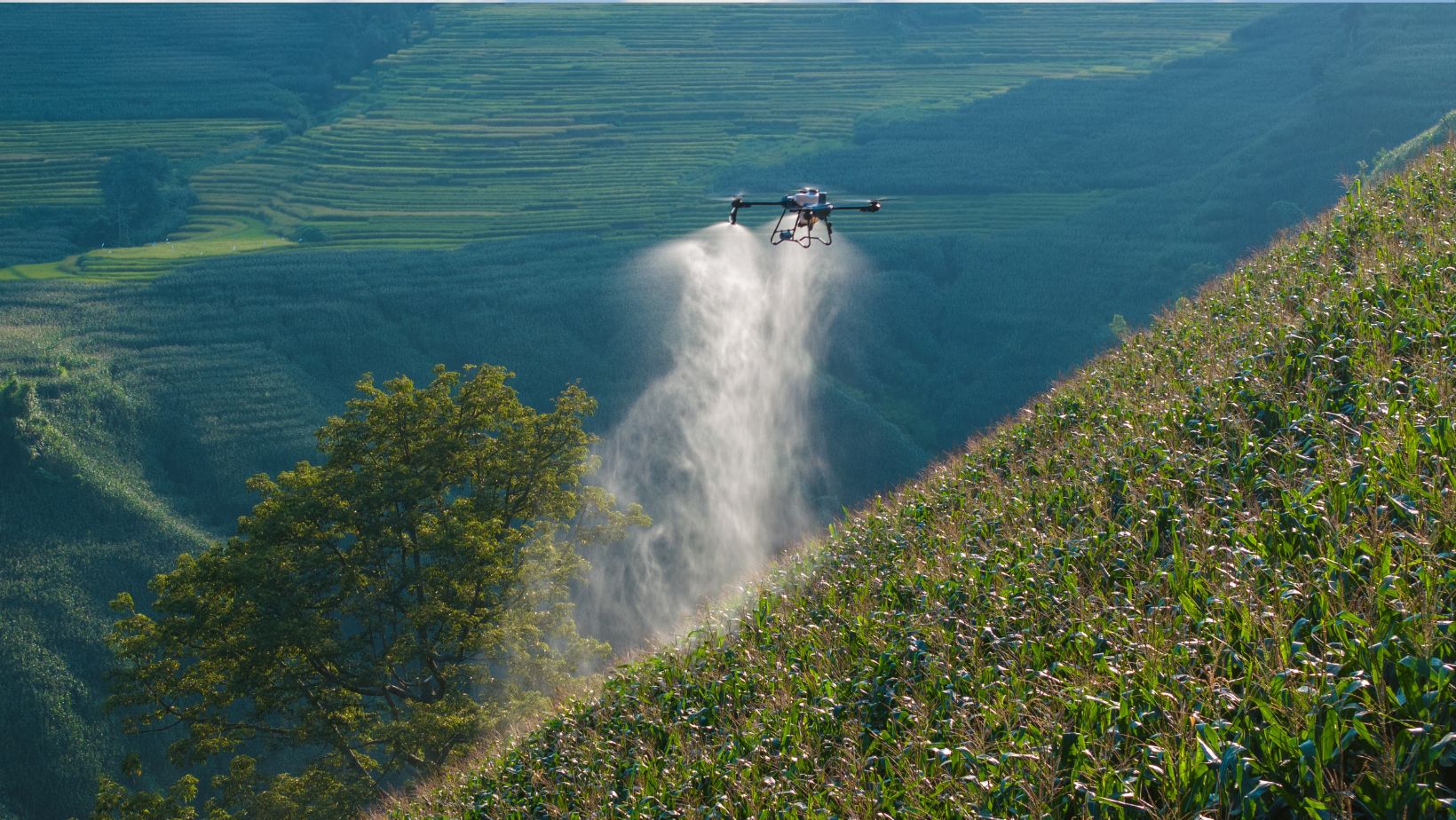 drone da DJI Agriculture pulverizando milho no morro