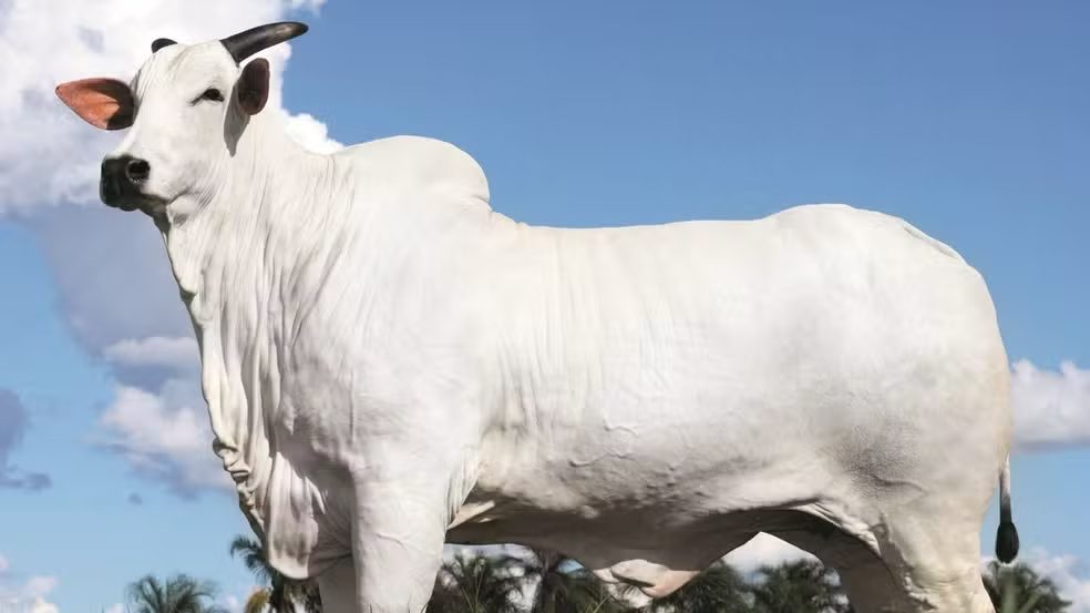 “É um fenômeno”, diz Murilo Huff ao encontrar sua vaca recordista pela primeira vez; veja