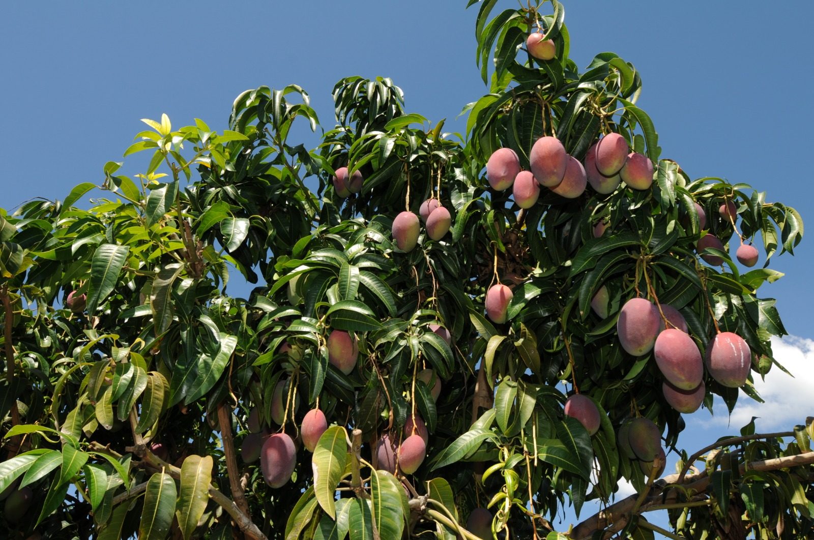 Janaúba sedia 5ª edição do Abanorte Fruit Connections