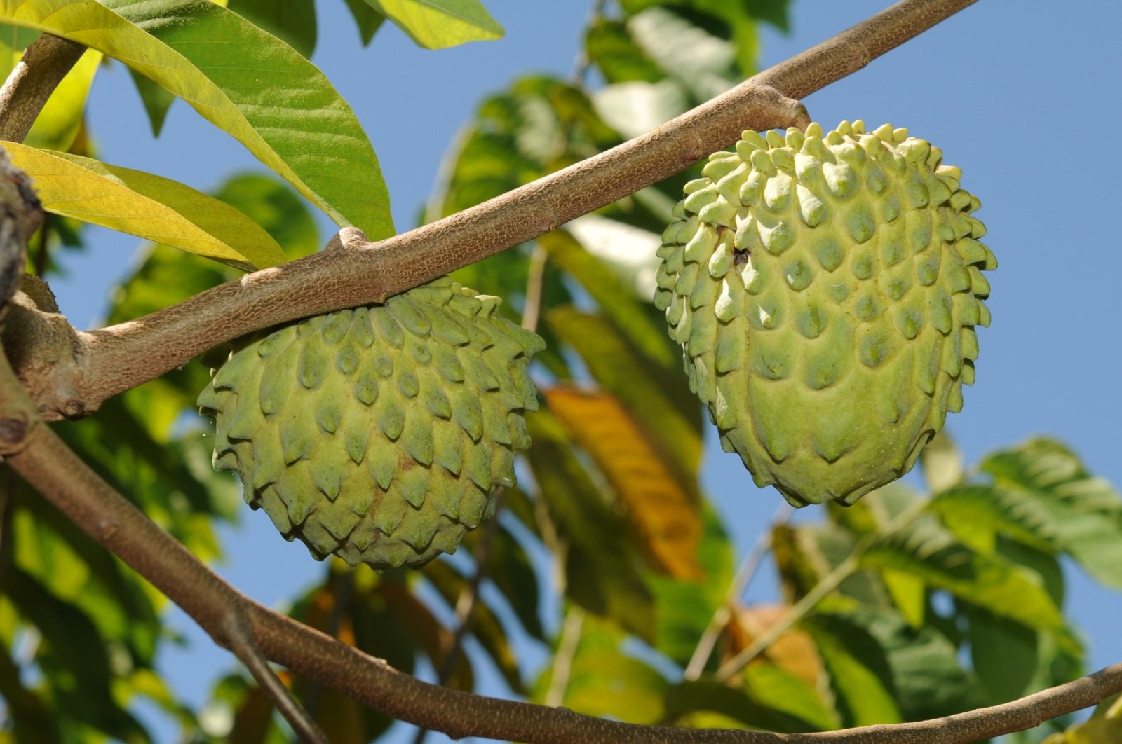 Janaúba sedia 5ª edição do Abanorte Fruit Connections