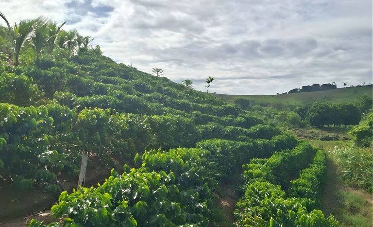 Família assentada investe em cafeicultura na Zona da Mata de Alagoas