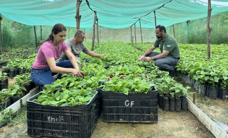 Família assentada investe em cafeicultura na Zona da Mata de Alagoas