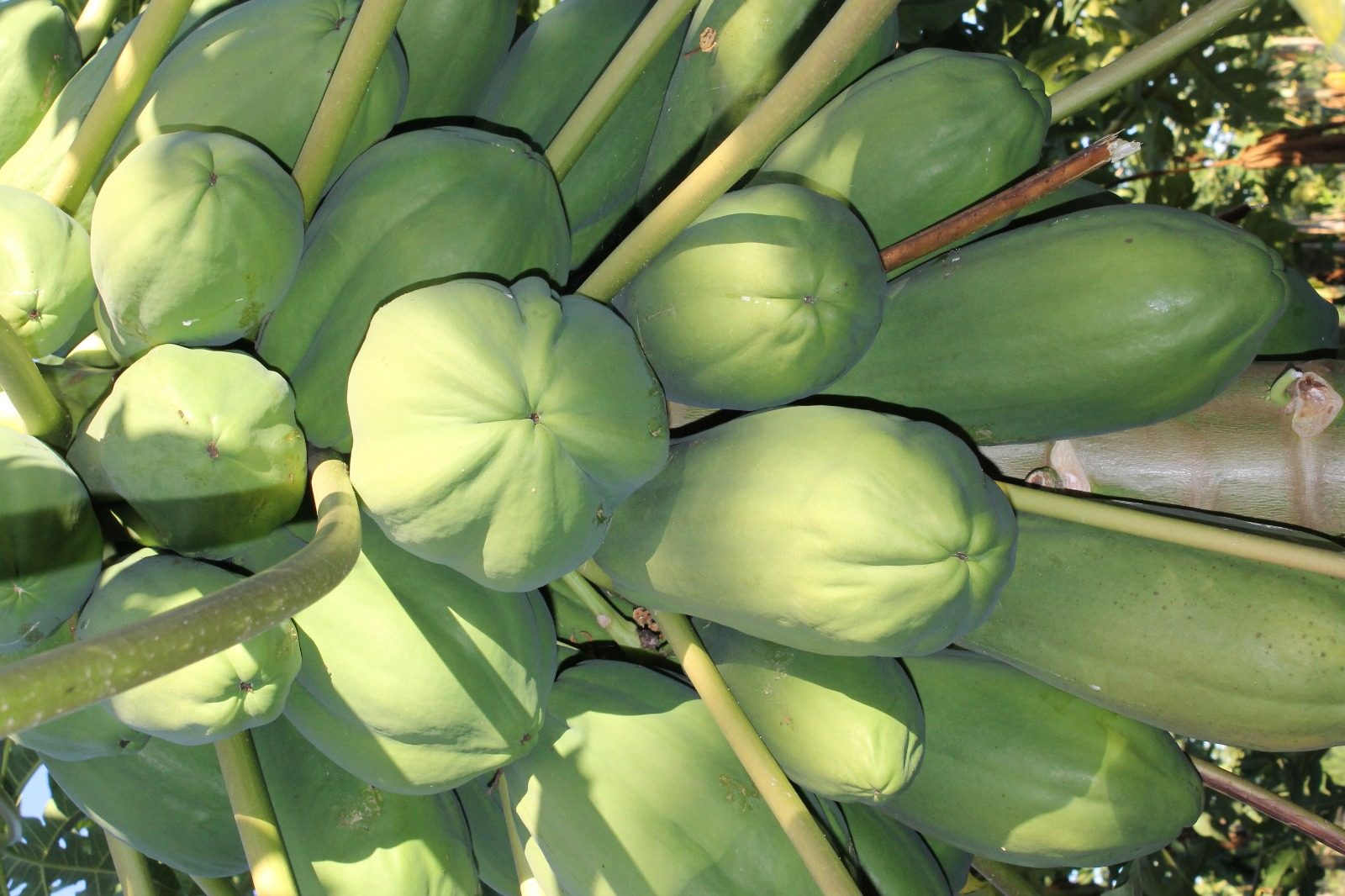 Janaúba sedia 5ª edição do Abanorte Fruit Connections