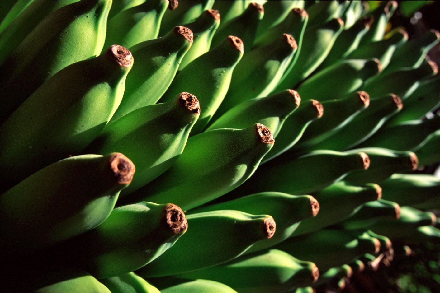 Janaúba sedia 5ª edição do Abanorte Fruit Connections