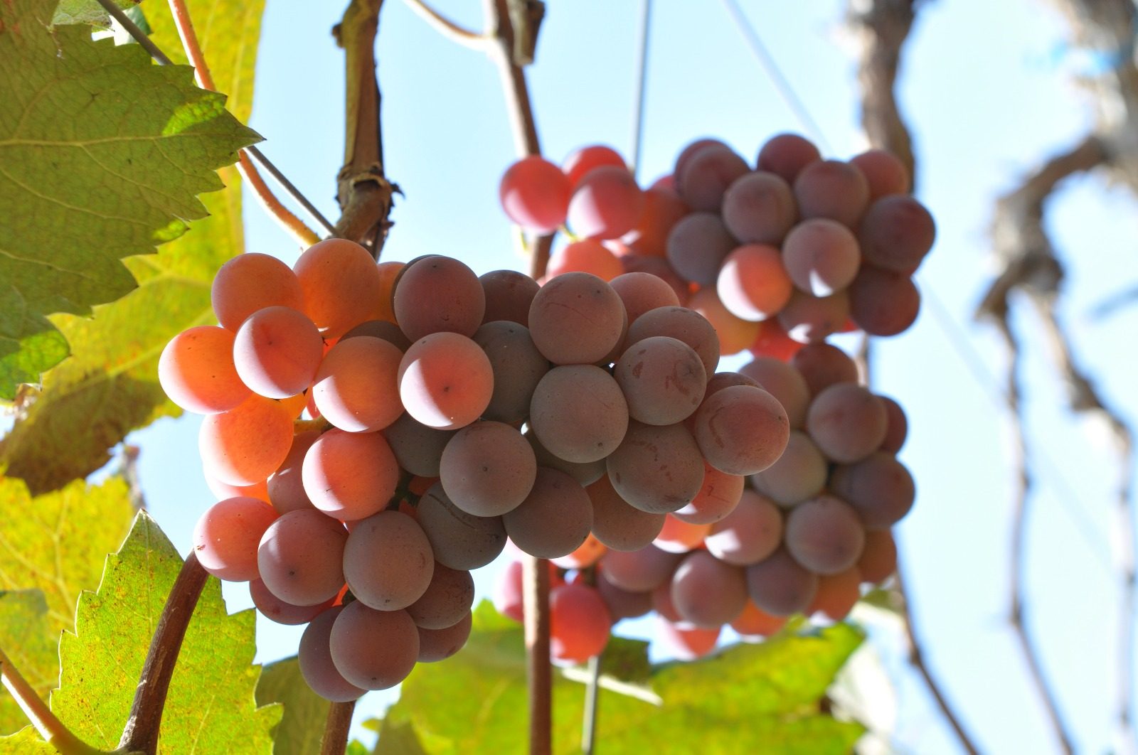 Janaúba sedia 5ª edição do Abanorte Fruit Connections