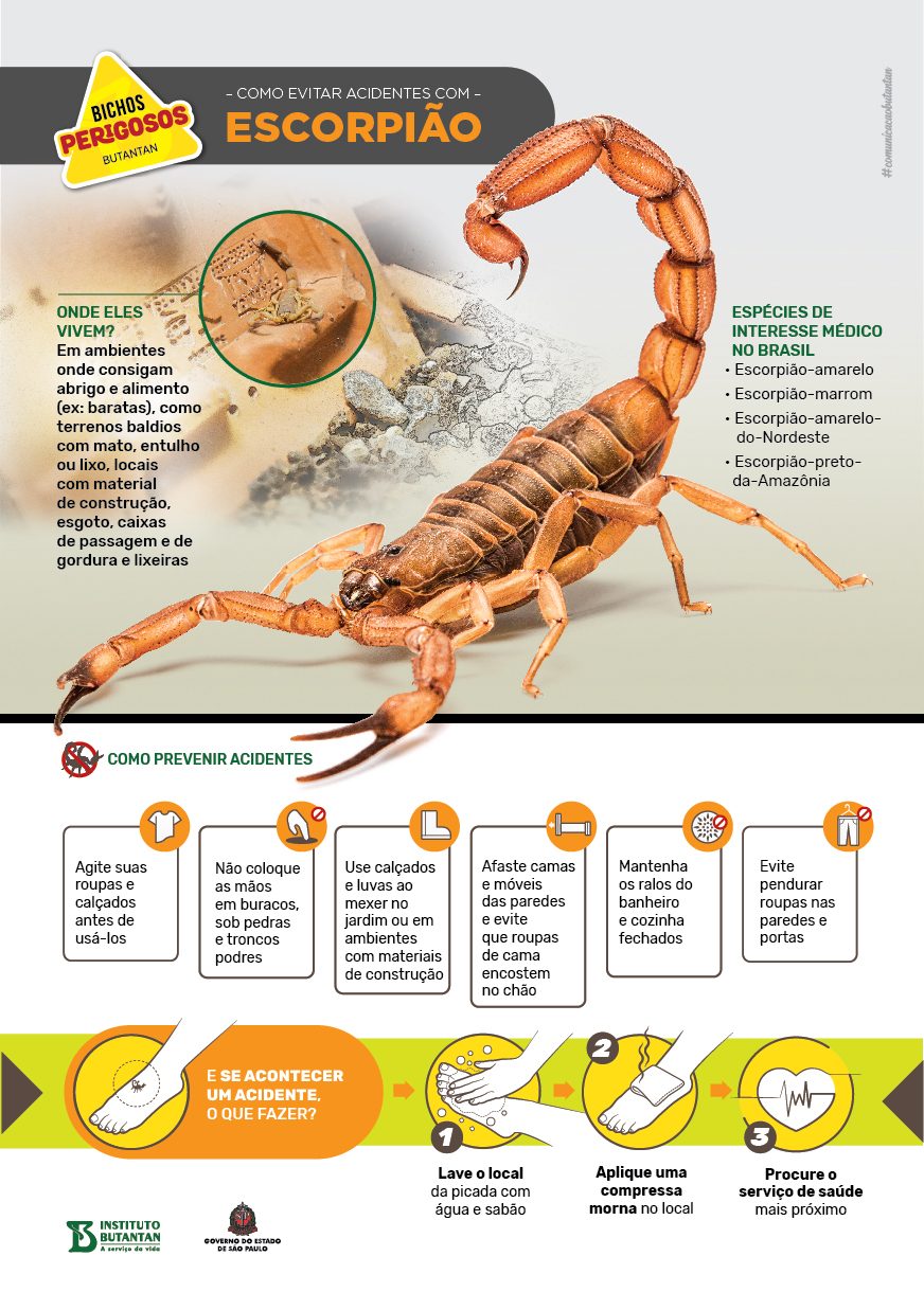 Escorpiões causaram mais de 65% dos acidentes com animais peçonhentos no Brasil