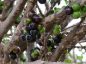 A ciência por trás da jabuticaba: por que seus frutos não nascem nas pontas dos galhos?
