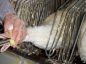 O que é foie gras? Conheça a técnica de produção e o debate sobre sua proibição no país