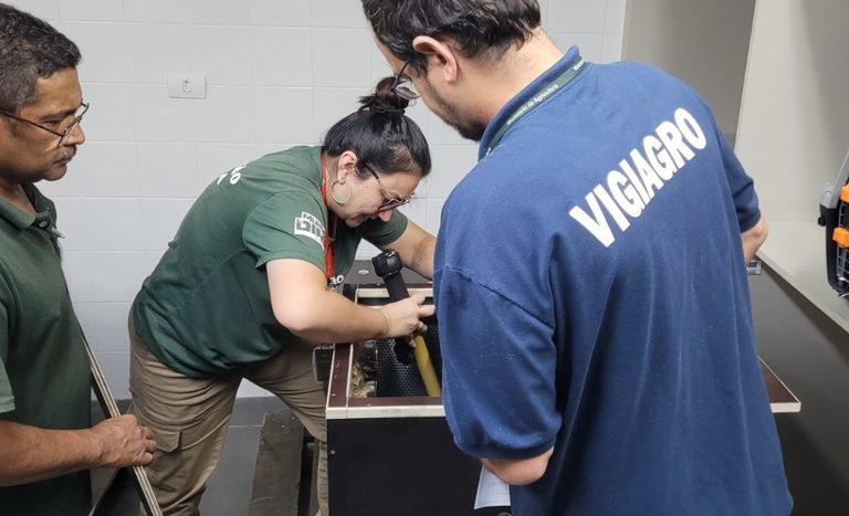 Mapa fiscaliza porcos-espinhos importados da França para o Zoológico de São Paulo