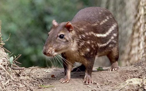 Criação de Pacas: Como lucrar com a carne que chega a R$ 100,00 por quilo