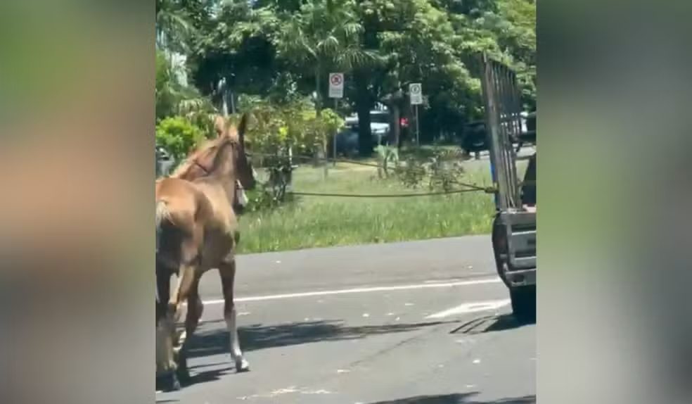 Homem é multado em R$ 3 mil após puxar cavalo amarrado a carro no interior de SP