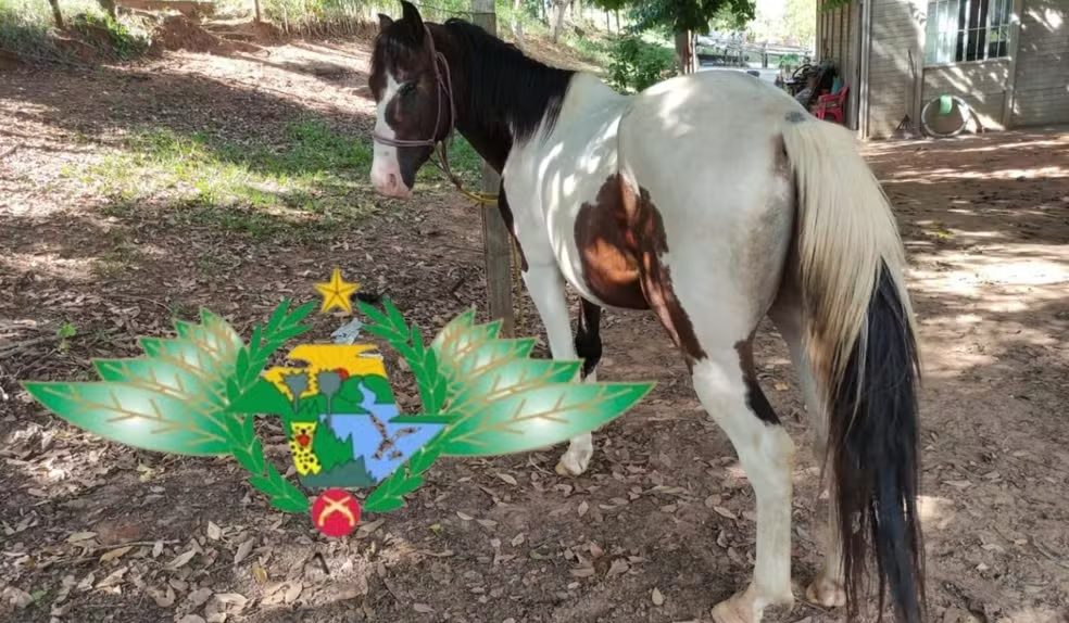 Homem é multado em R$ 3 mil após puxar cavalo amarrado a carro no interior de SP