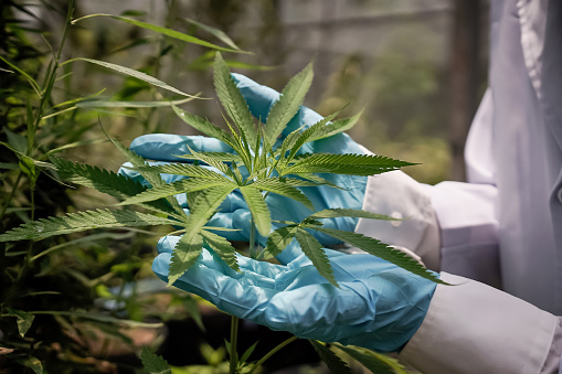 Verdecom360 e INACAM: a engenharia de narrativa e capital que está reposicionando o agro e a cannabis medicinal na América Latina