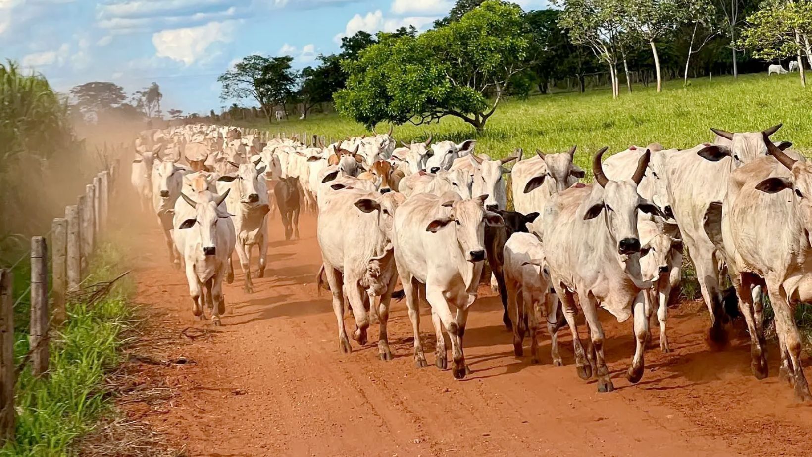 vacada nelore em estrada de terra