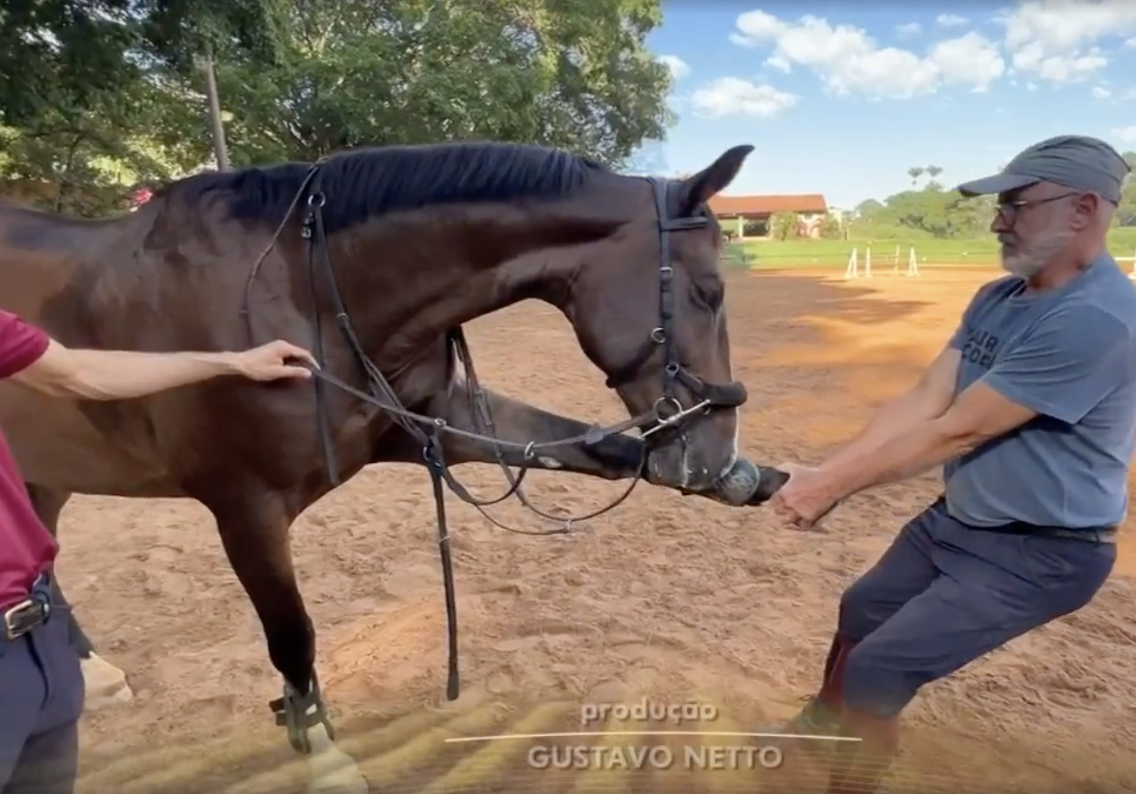 Cirurgia revolucionária faz cavalo atleta voltar a treinar após lesão severa na medula