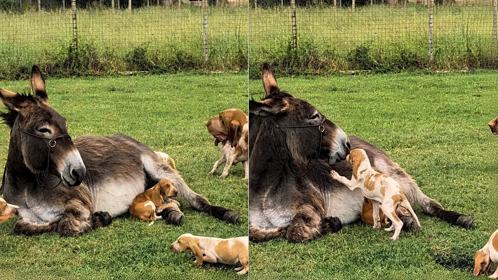 Conheça Marinella, a jumenta que perdeu seu filhote e superou o luto graças ao amor de cãezinhos