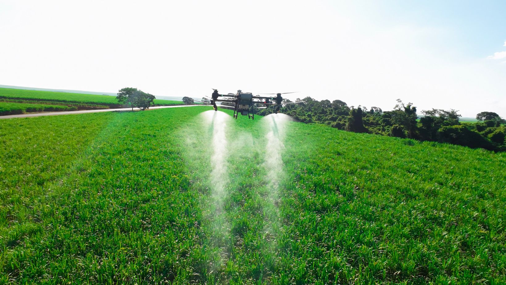Drone DJI pulverizando cana de acucar fotao