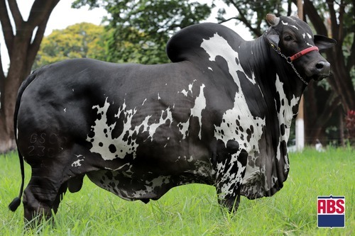 EL CHEFAO FIV GC DA SL - Nelore Pintado de Preto