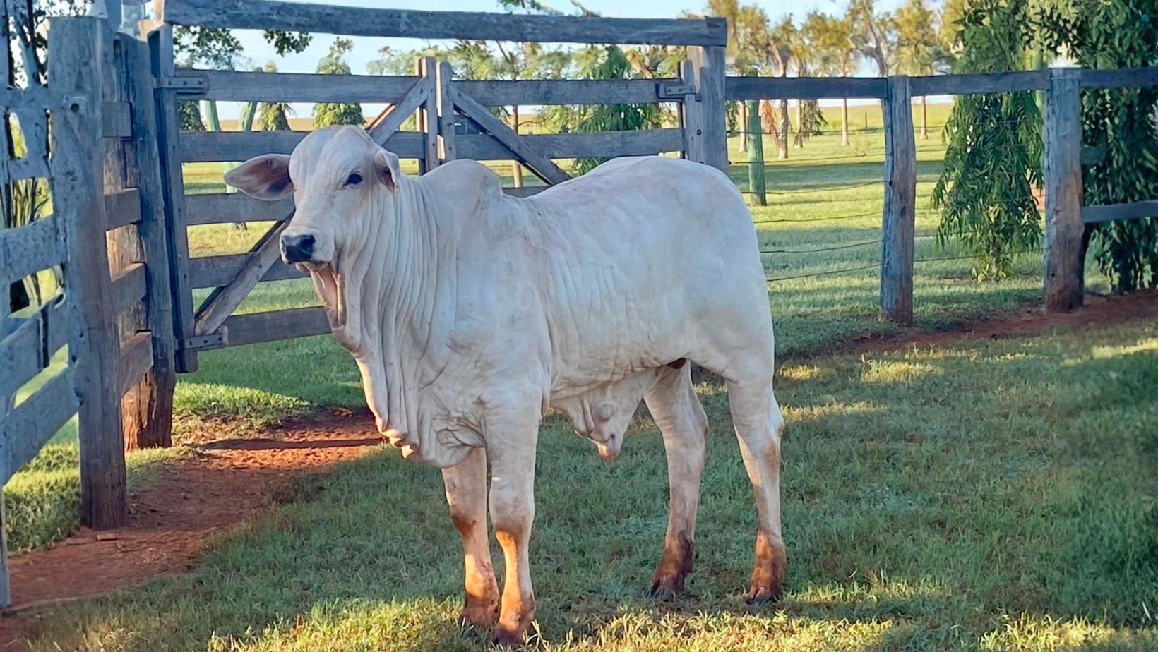 Filho do Nakar Serenata - 316 kg aos 246dias