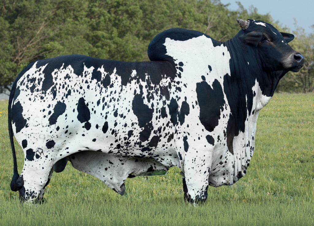 MAXIMO FIV GC DA SL - Nelore Pintado de Preto
