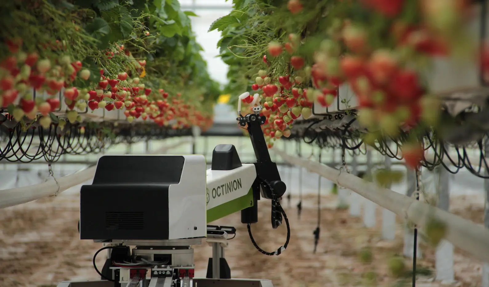 Colheita sem gente? Drones e robôs avançam no campo enquanto falta mão de obra no agro