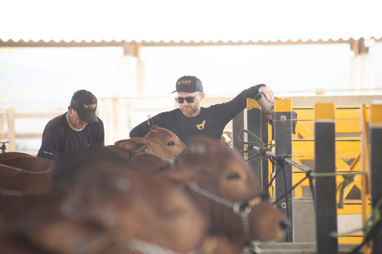 Sindi Agro Brisa Forte - Francisco de Assis Cavalcanti