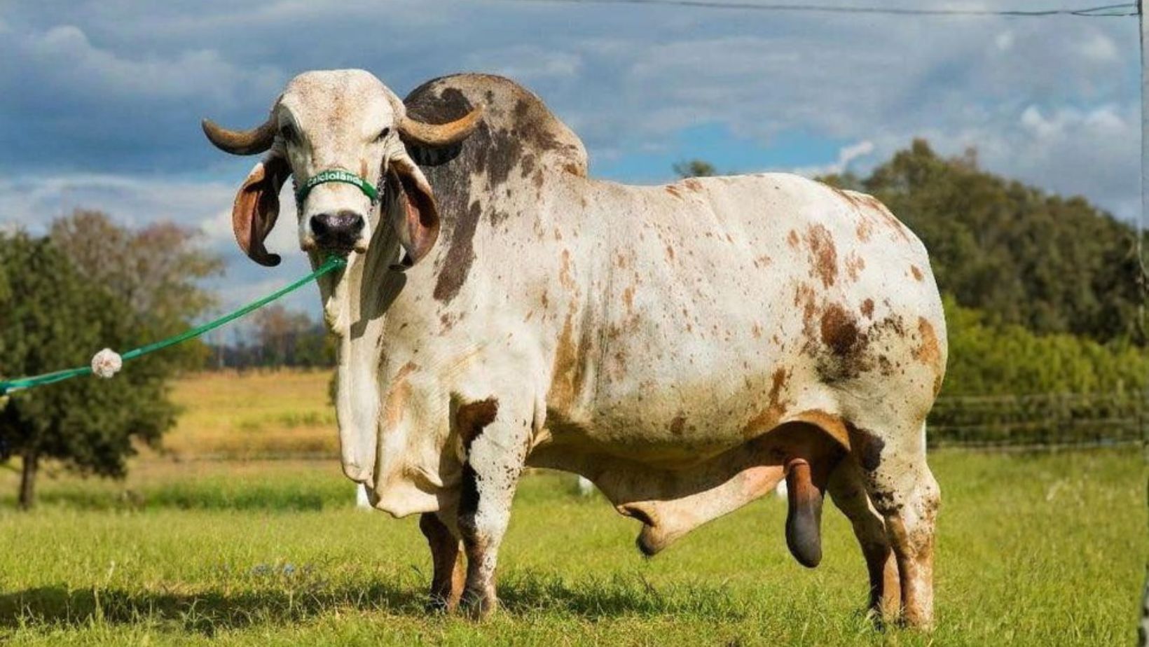 Touro Gir Leiteiro Fulminante FIV CAL