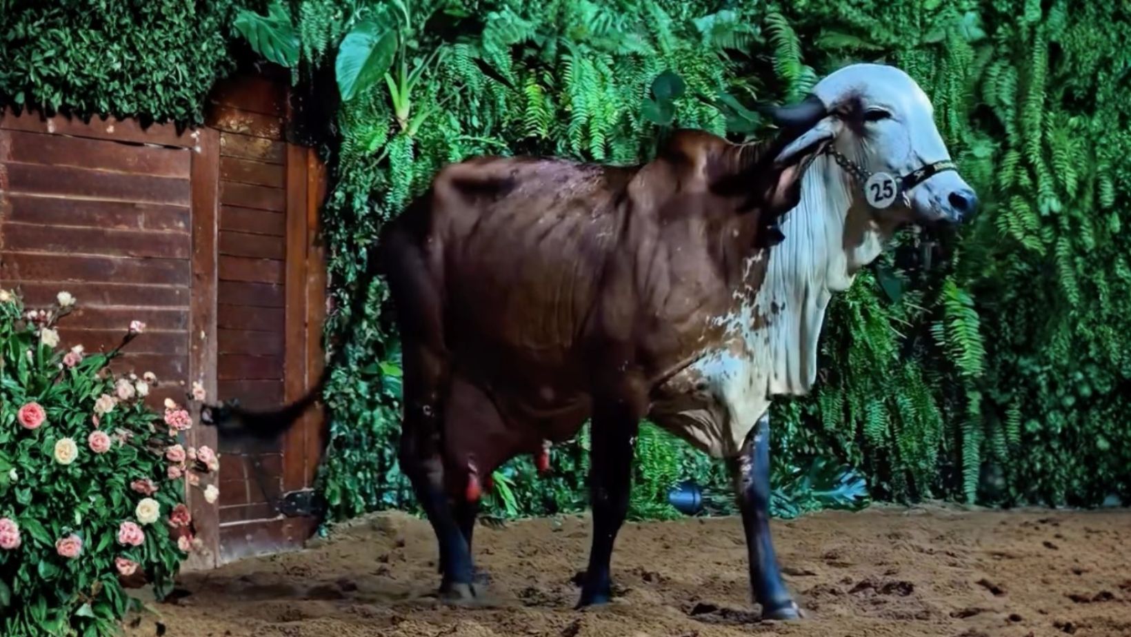 Gir Leiteiro vive noite histórica com recorde mundial e vaca avaliada em R$ 4 milhões