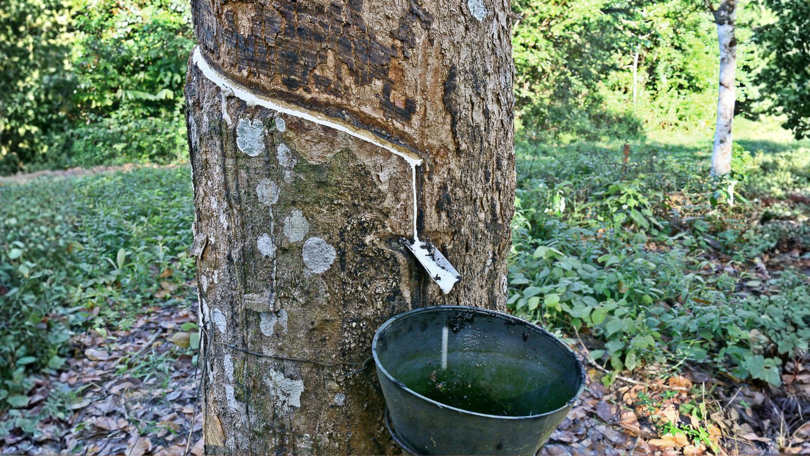 arvore seringueira produzindo latex caindo no copo - embrapa