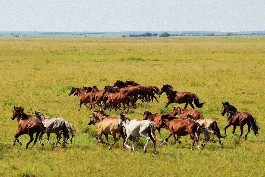 cavalos selvagens