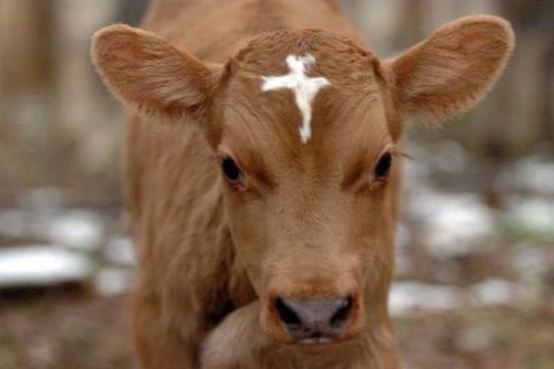 Bezerro “Moisés” nasce com cruz perfeita na testa e vira fenômeno mundial; confira