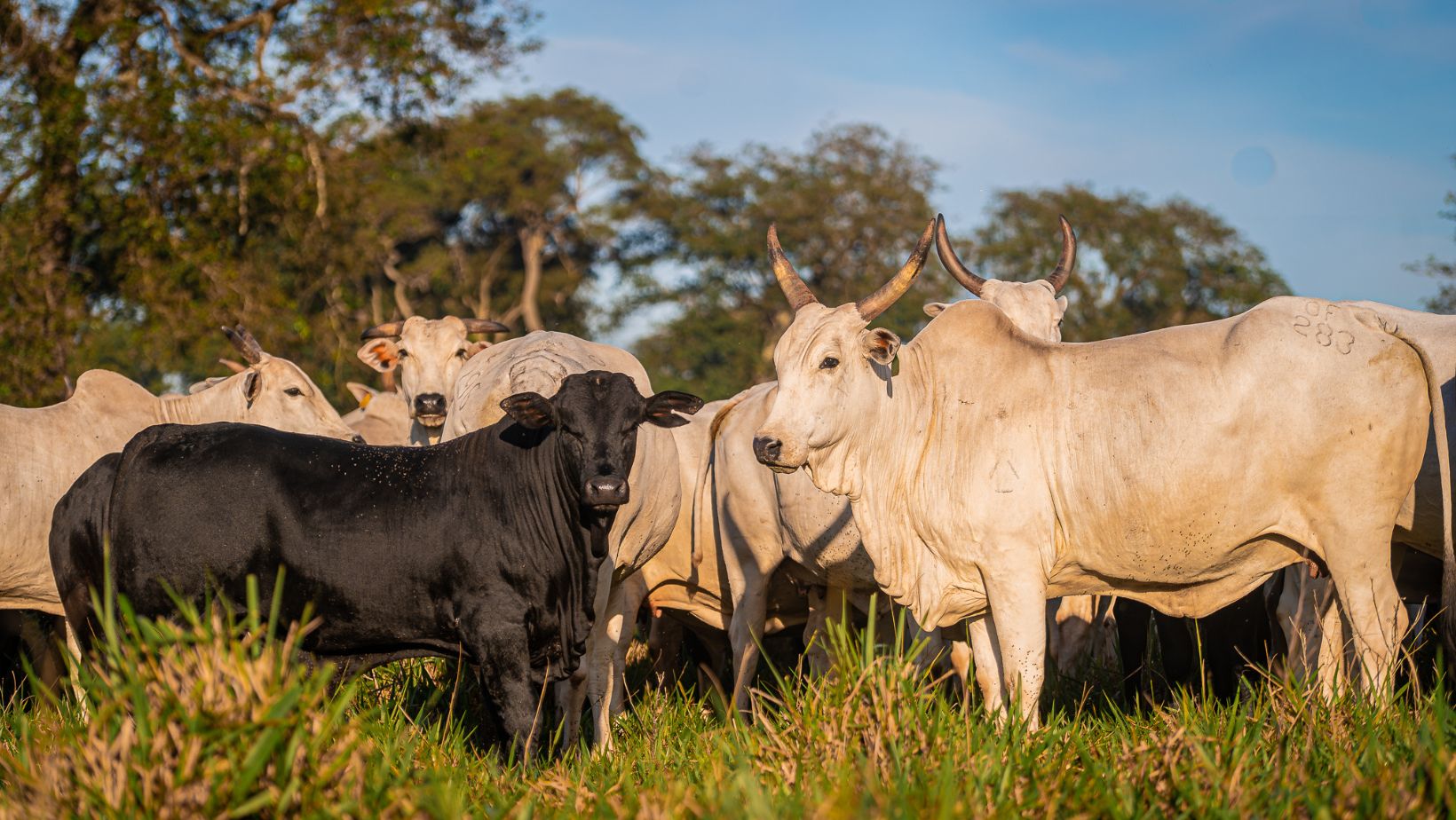 gado nelore da Maragogipe - mato grosso do sul
