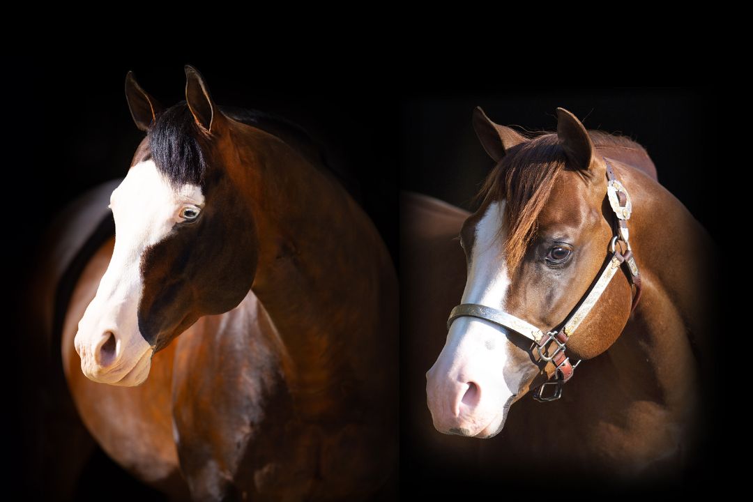 Haras Frange e sócios levam ao Leilão JBJ Ranch dois dos garanhões mais importantes da história da Rédeas mundial