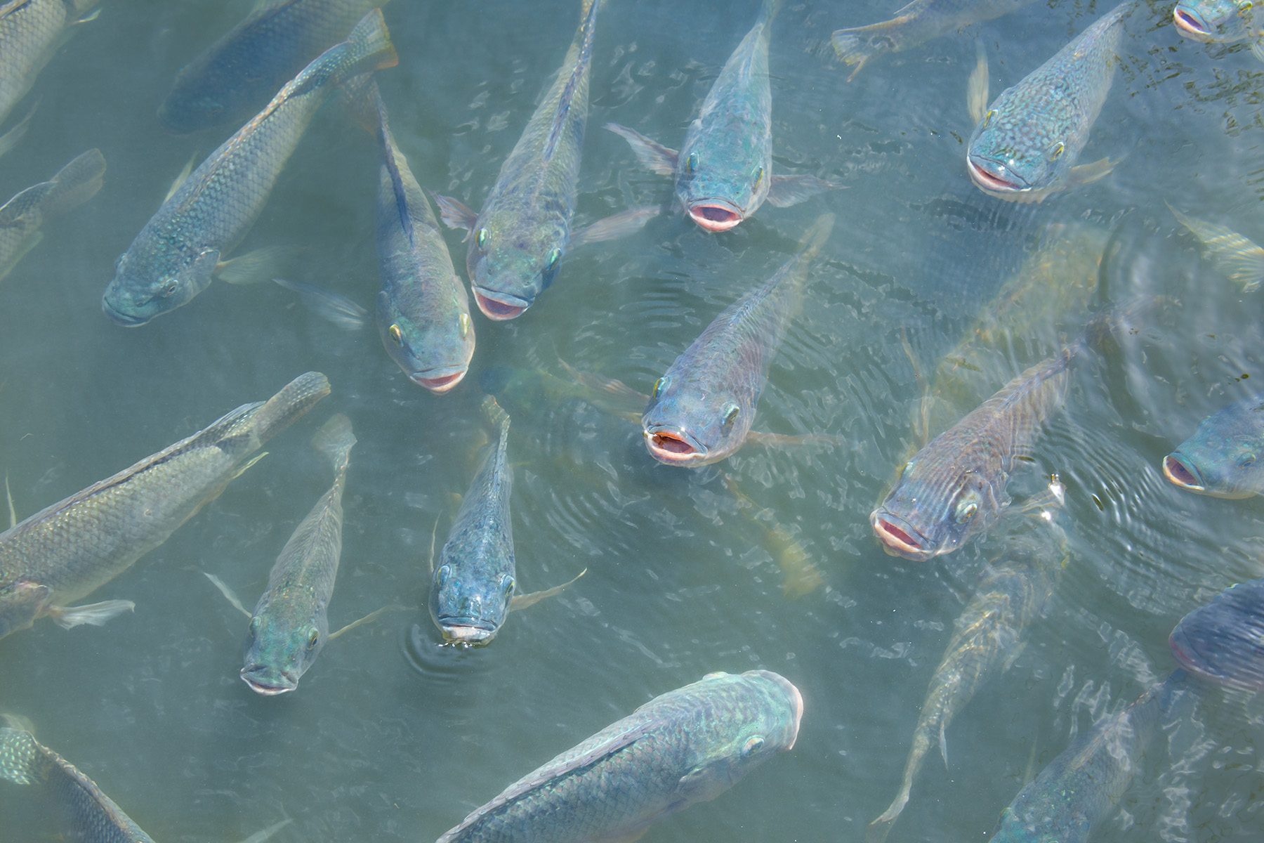 Estresse nos peixes abre caminho para doenças e compromete produtividade