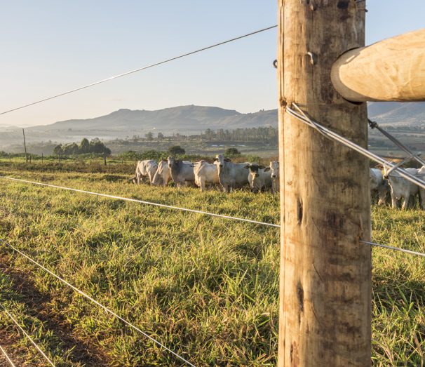 Cercas de alto desempenho aumentam eficiência no manejo de bovinos e reduzem perdas no campo 