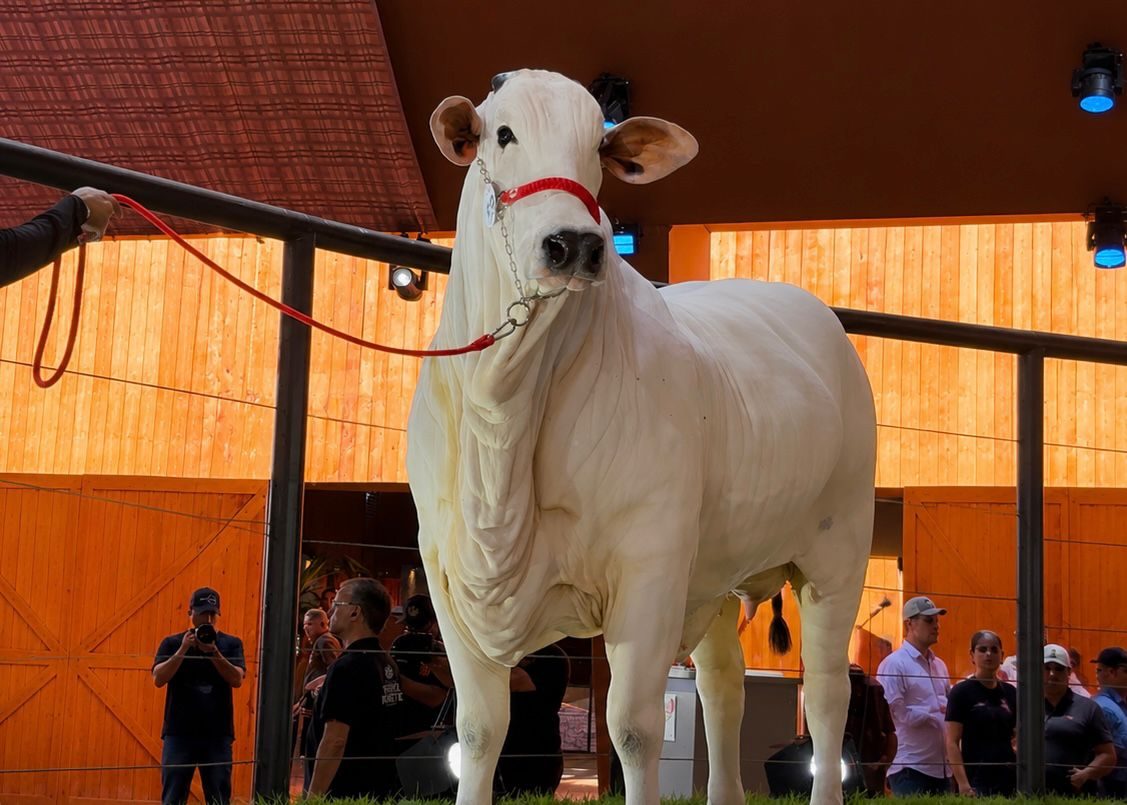 5º Leilão Terra Prometida movimenta R$ 133 milhões e reforça corrida pela genética Nelore no Brasil 