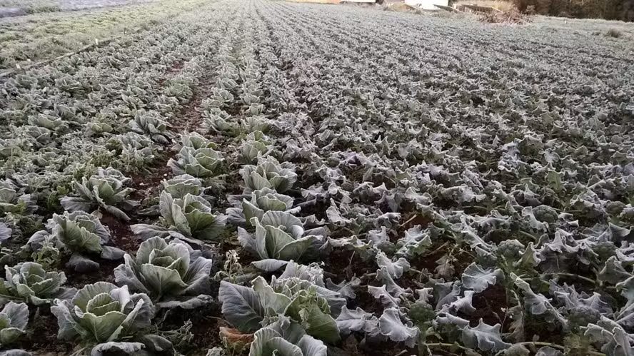 Atenção no campo: como frentes frias e temporais vão ditar o ritmo da sua safra neste inverno