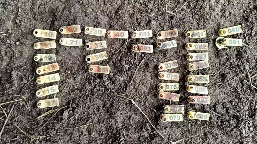 Ataque de uma onça-parda mata 35 ovelhas no Paraná; animal entrou em “frenesi de caça”, diz especialista