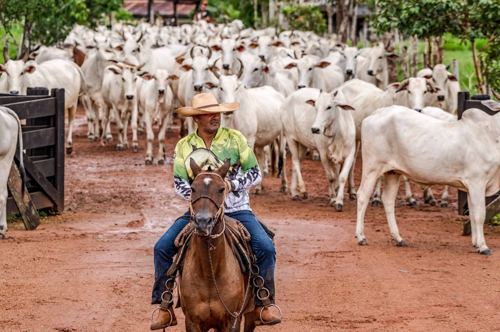 Projeto vincula crédito rural a pecuaristas com rebanho rastreado na Amazônia