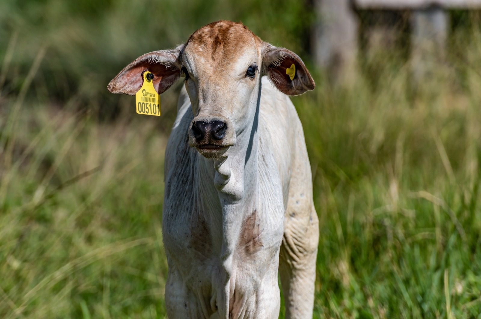 Fundação IDH articula compromissos para solucionar gargalos da rastreabilidade bovina e conectar o "campo ao capital" no Brasil