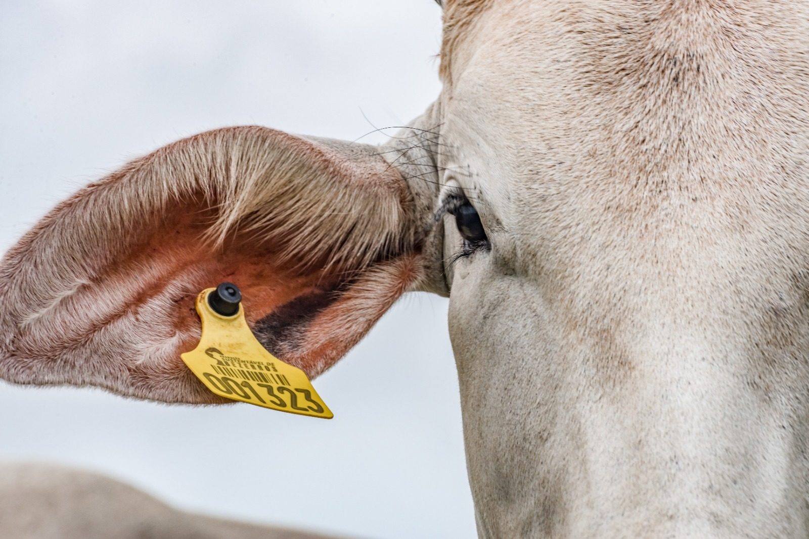 Fundação IDH articula compromissos para solucionar gargalos da rastreabilidade bovina e conectar o "campo ao capital" no Brasil