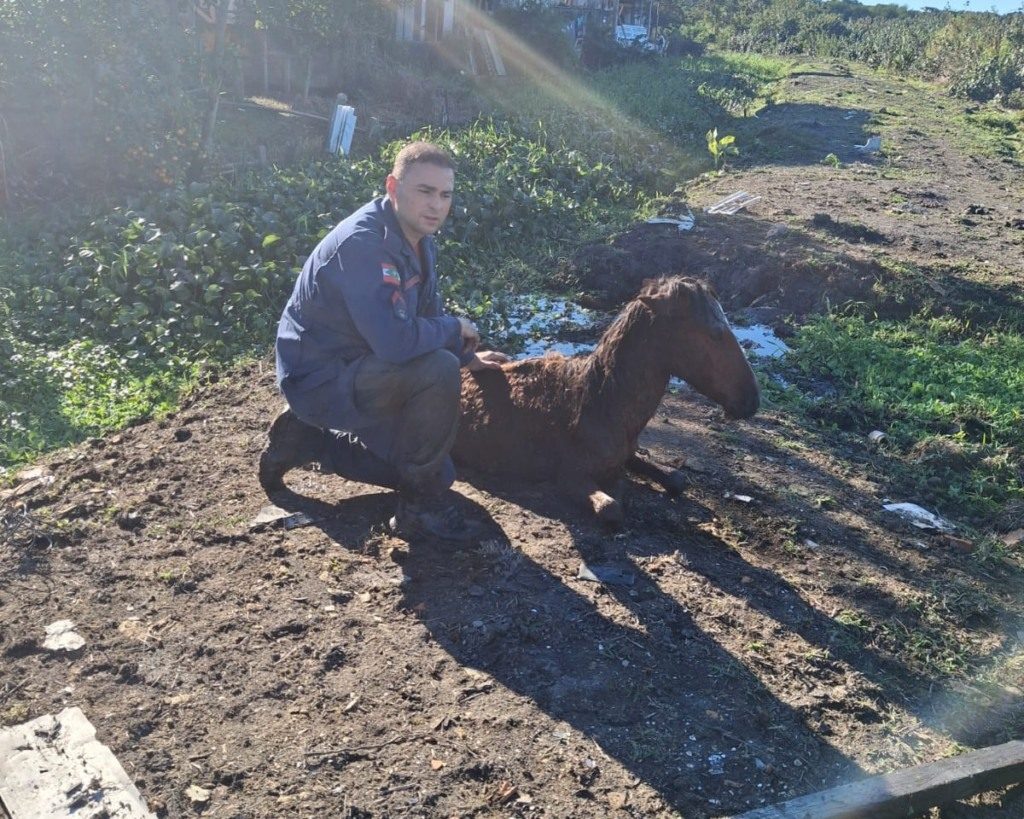 Resgate heroico: Bombeiros salvam cavalo preso em área de difícil acesso