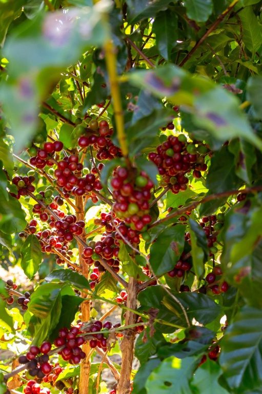 Circuito das Águas Paulista conquista Indicação Geográfica para o café